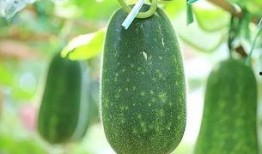 今日吃瓜每日必吃,每日必吃，揭秘娱乐圈新鲜事